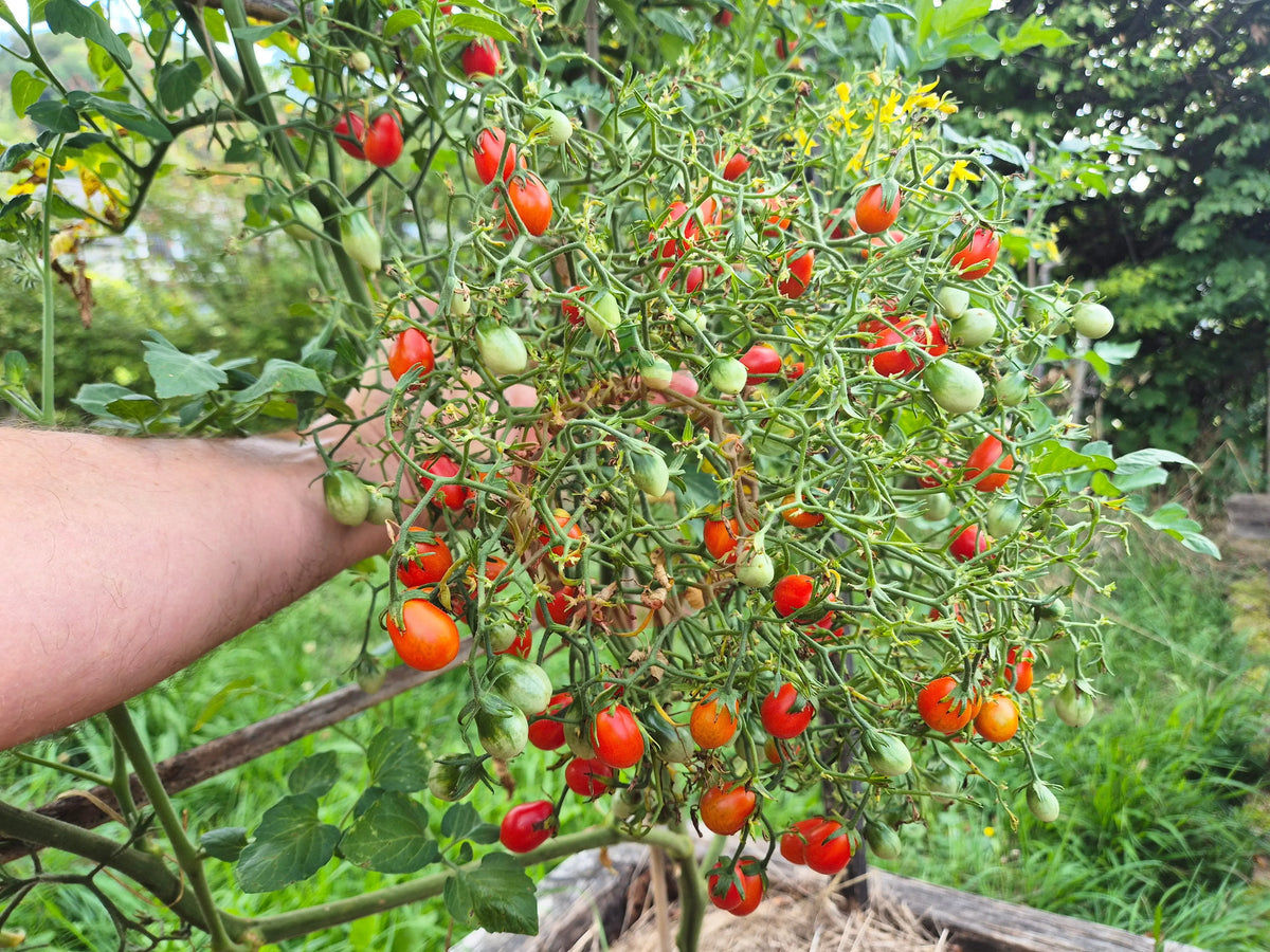 Kozula 14 ´Megagron´ DER TOMATENFLÜSTERER