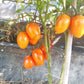 Kuldne Kala DER TOMATENFLÜSTERER