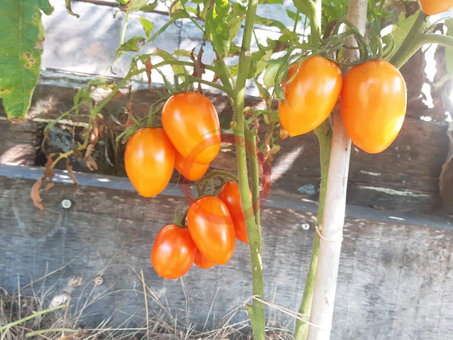 Kuldne Kala DER TOMATENFLÜSTERER