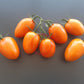 Kuldne Kala DER TOMATENFLÜSTERER