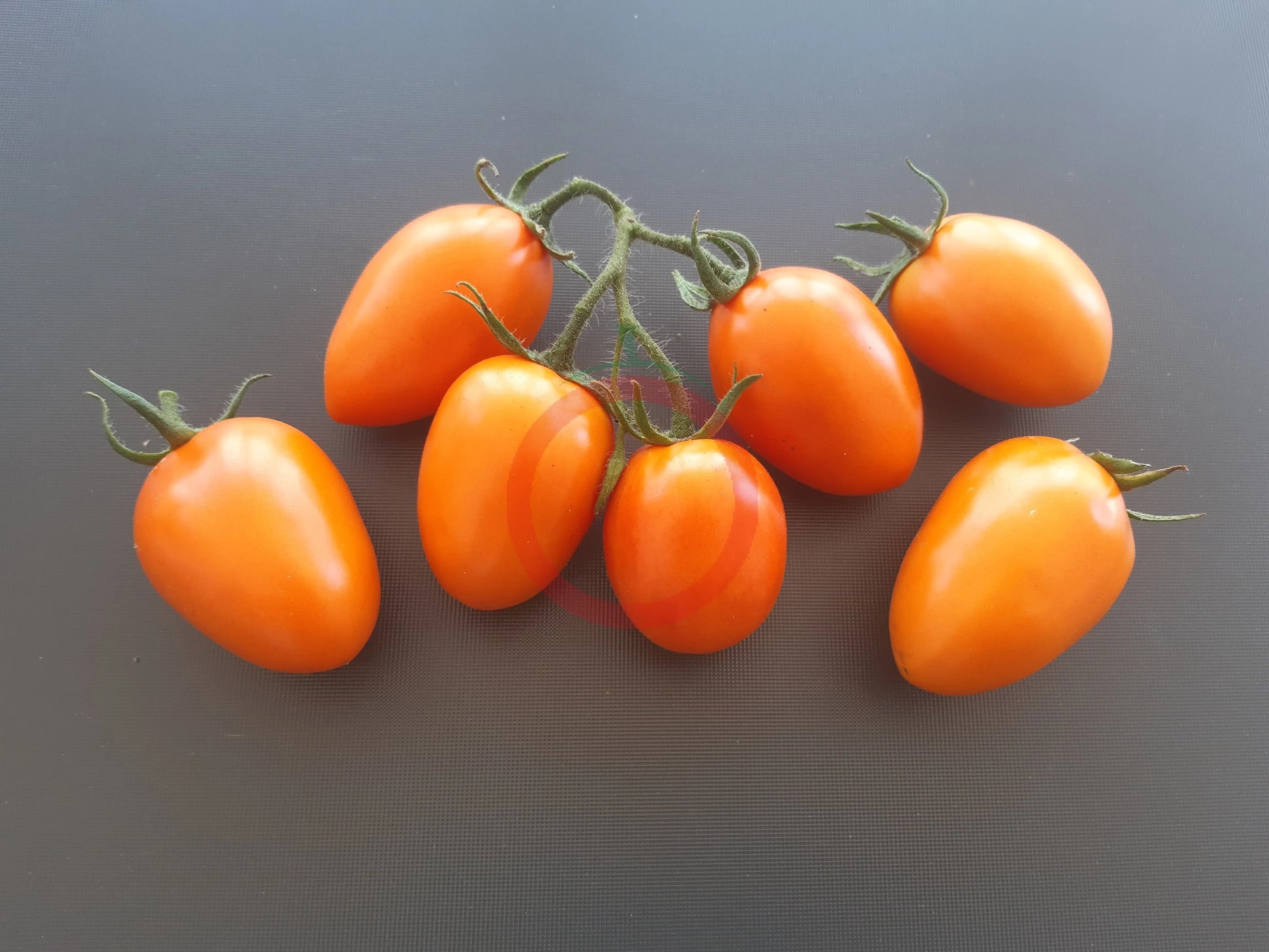 Kuldne Kala DER TOMATENFLÜSTERER