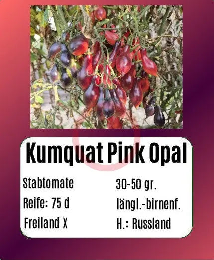 Kumquat Pink Opal DER TOMATENFLÜSTERER
