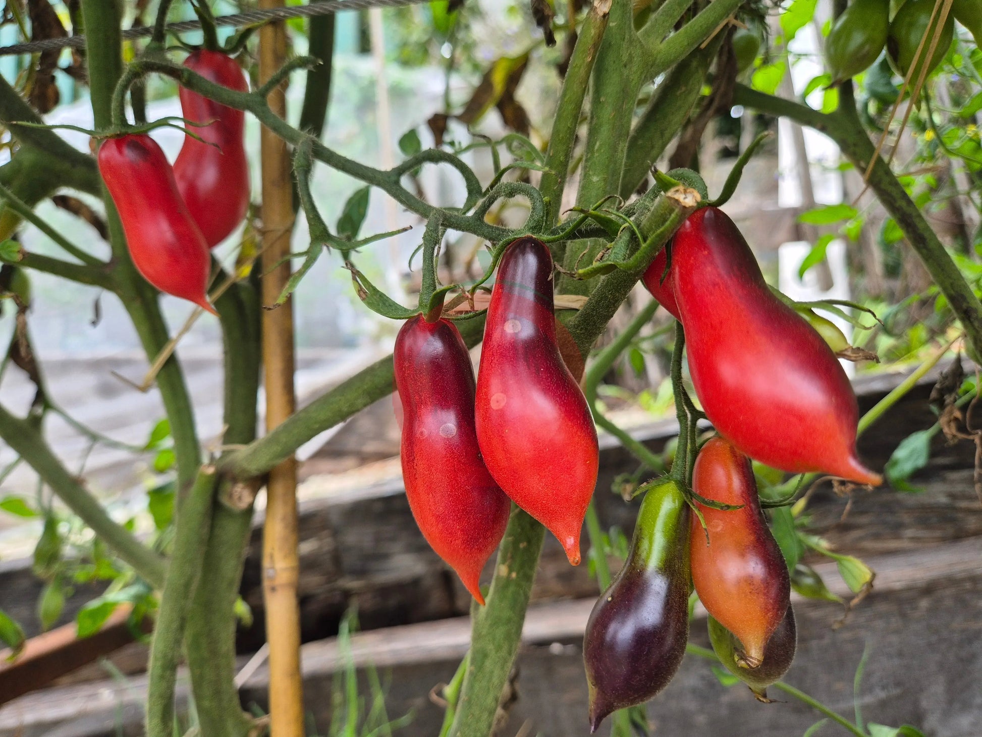 Kumquat Pink Opal DER TOMATENFLÜSTERER