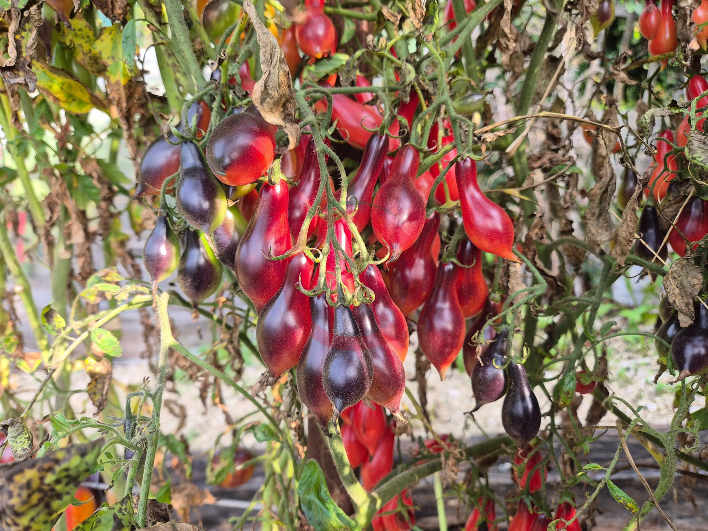 Kumquat Pink Opal DER TOMATENFLÜSTERER