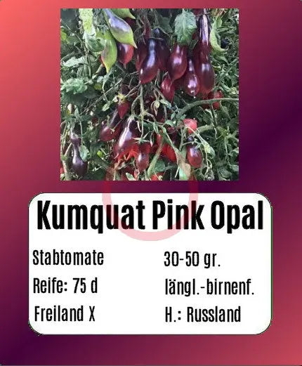 Kumquat Pink Opal DER TOMATENFLÜSTERER