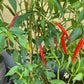 Kung Pao DER TOMATENFLÜSTERER