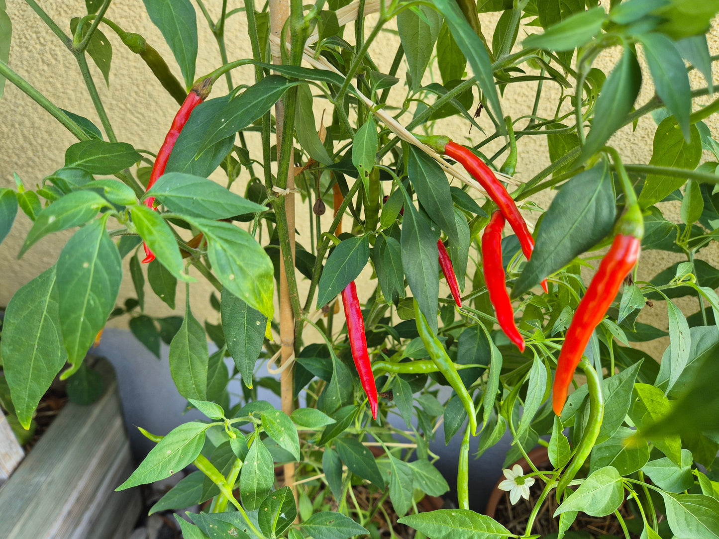 Kung Pao DER TOMATENFLÜSTERER