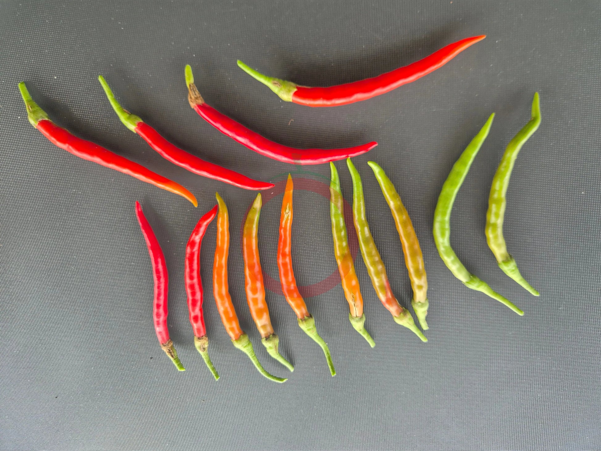 Kung Pao DER TOMATENFLÜSTERER