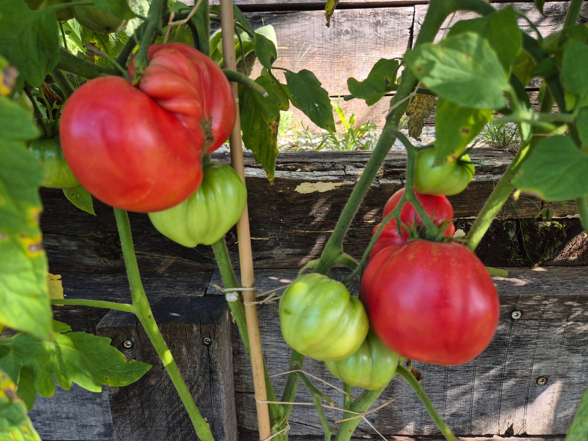 Kurtovo Konare DER TOMATENFLÜSTERER