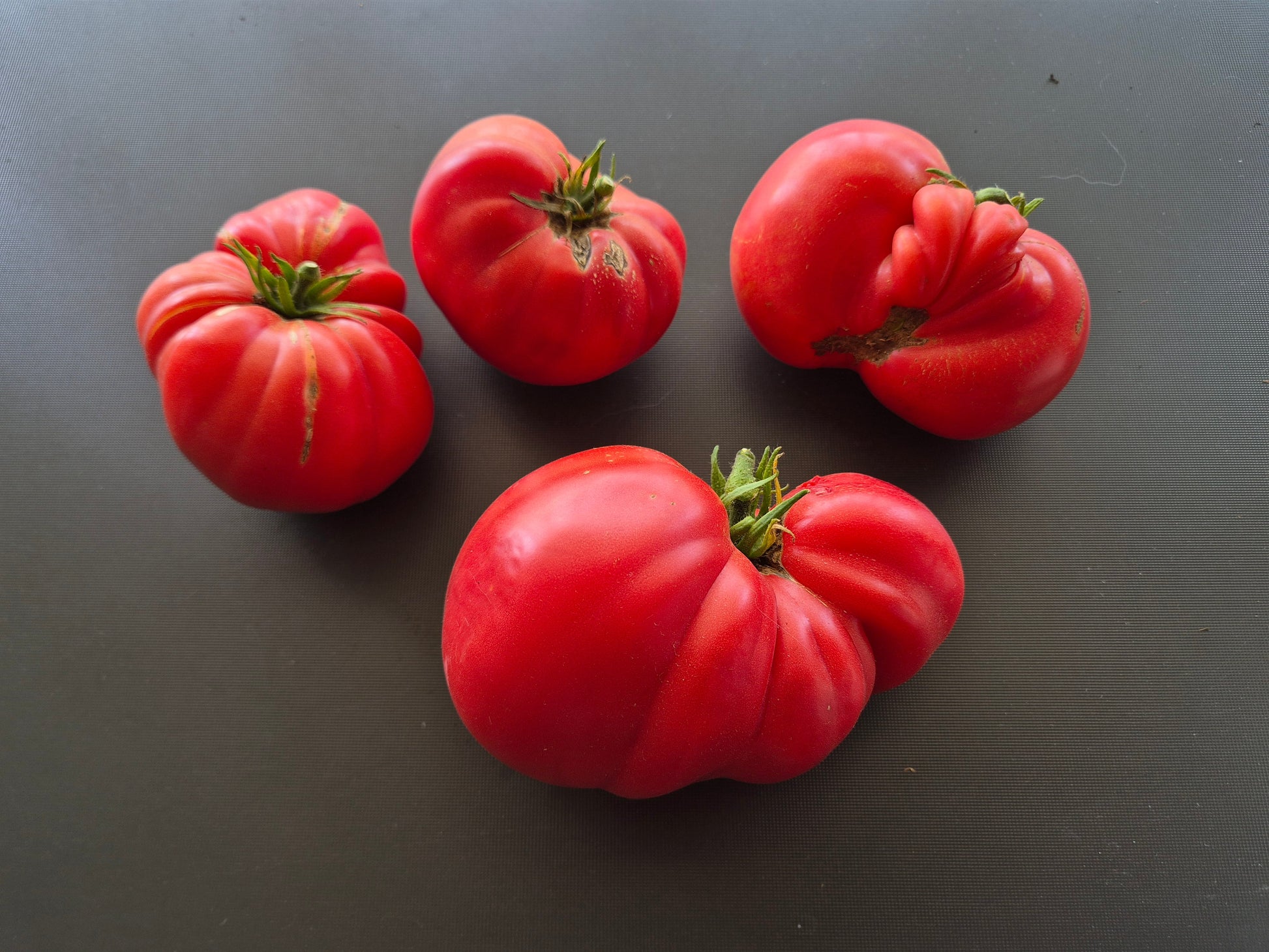 Kurtovo Konare DER TOMATENFLÜSTERER