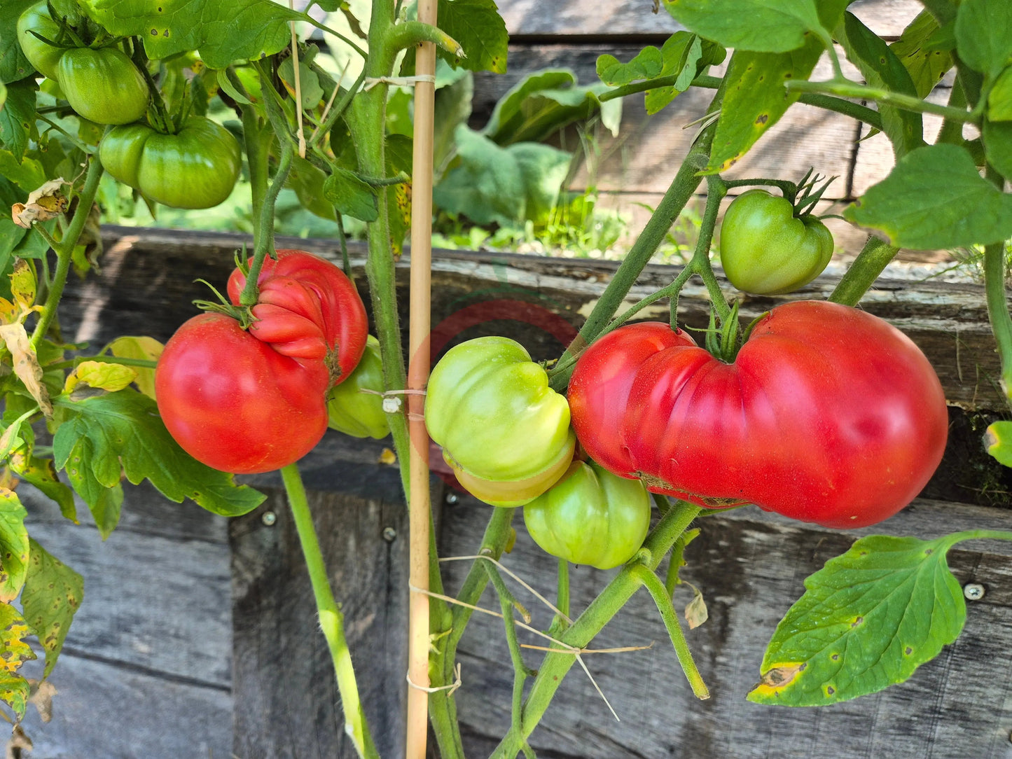Kurtovo Konare DER TOMATENFLÜSTERER