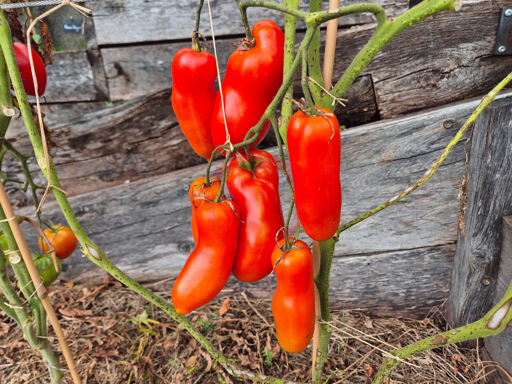 La Flappa DER TOMATENFLÜSTERER