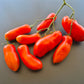 La Flappa DER TOMATENFLÜSTERER