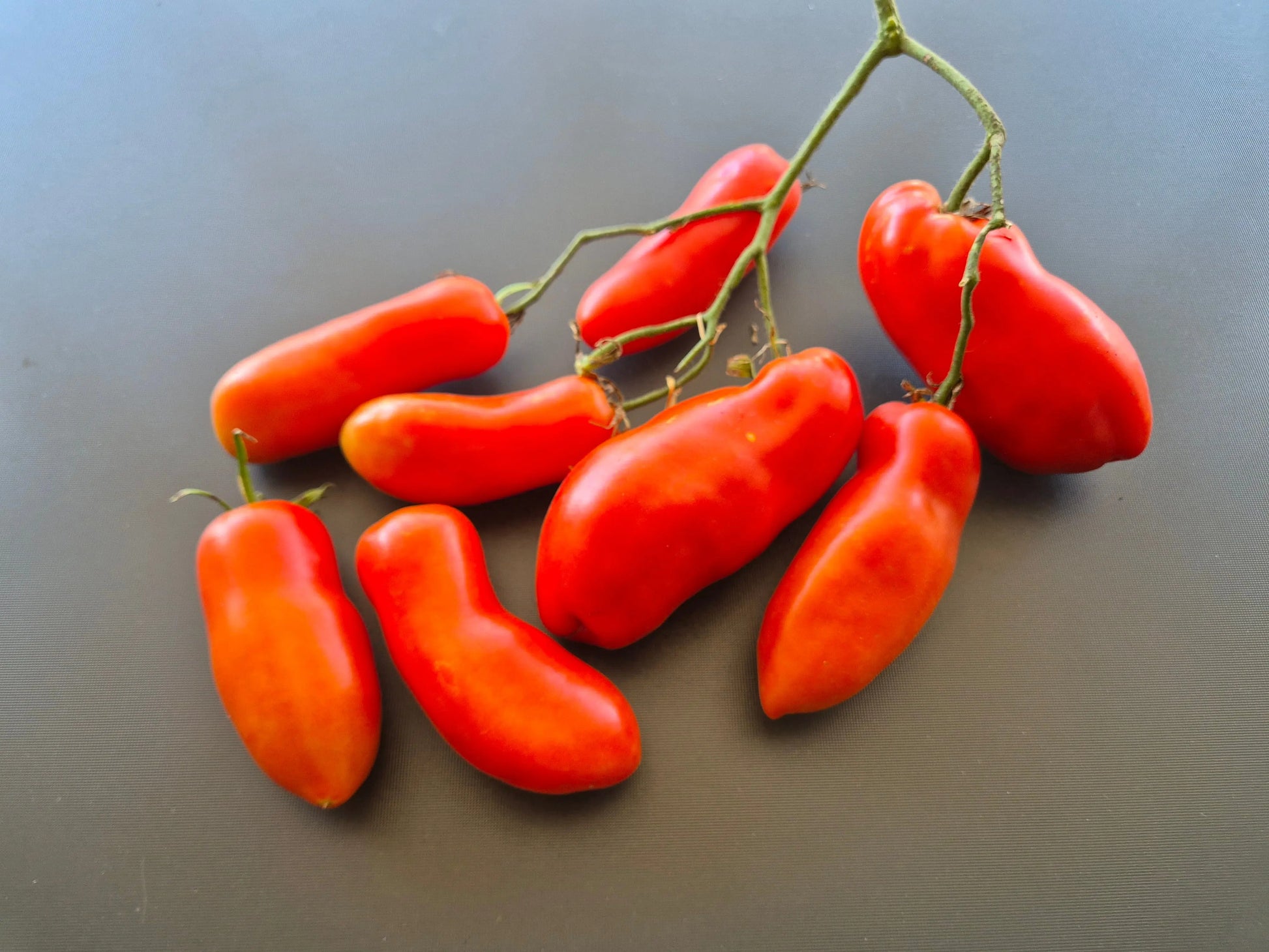 La Flappa DER TOMATENFLÜSTERER
