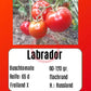 Labrador DER TOMATENFLÜSTERER