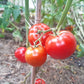Labrador DER TOMATENFLÜSTERER
