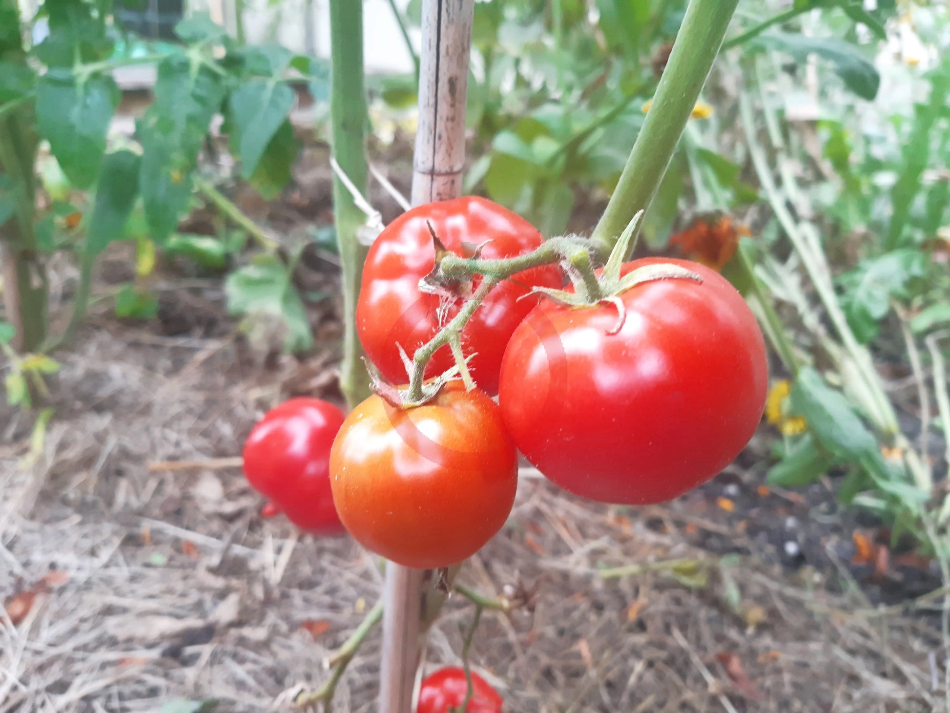 Labrador DER TOMATENFLÜSTERER