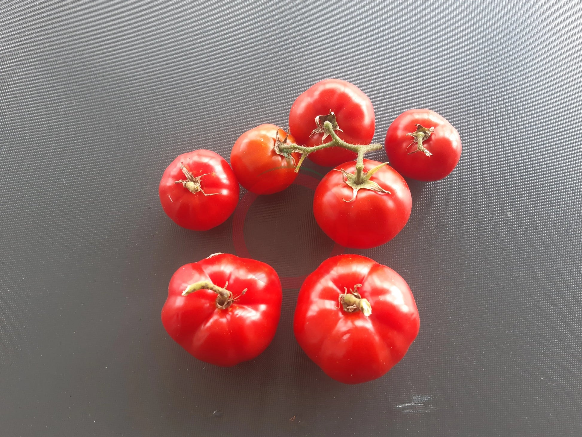 Labrador DER TOMATENFLÜSTERER