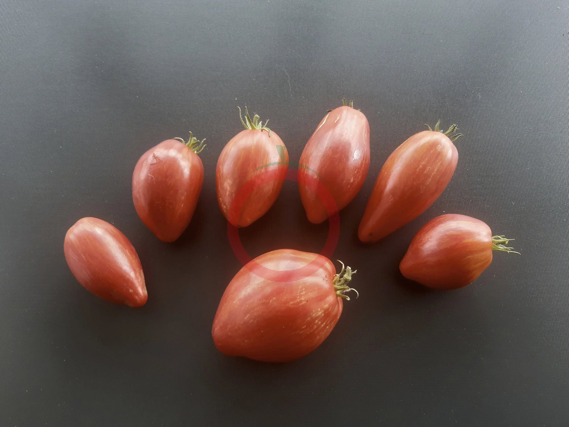 Lady Madonna DER TOMATENFLÜSTERER