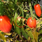 Lady Madonna DER TOMATENFLÜSTERER