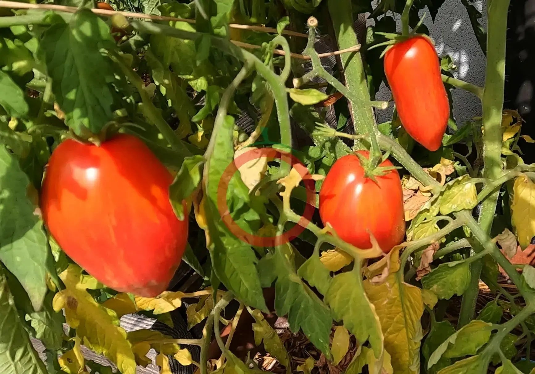 Lady Madonna DER TOMATENFLÜSTERER