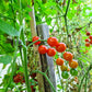 Ladybird DER TOMATENFLÜSTERER