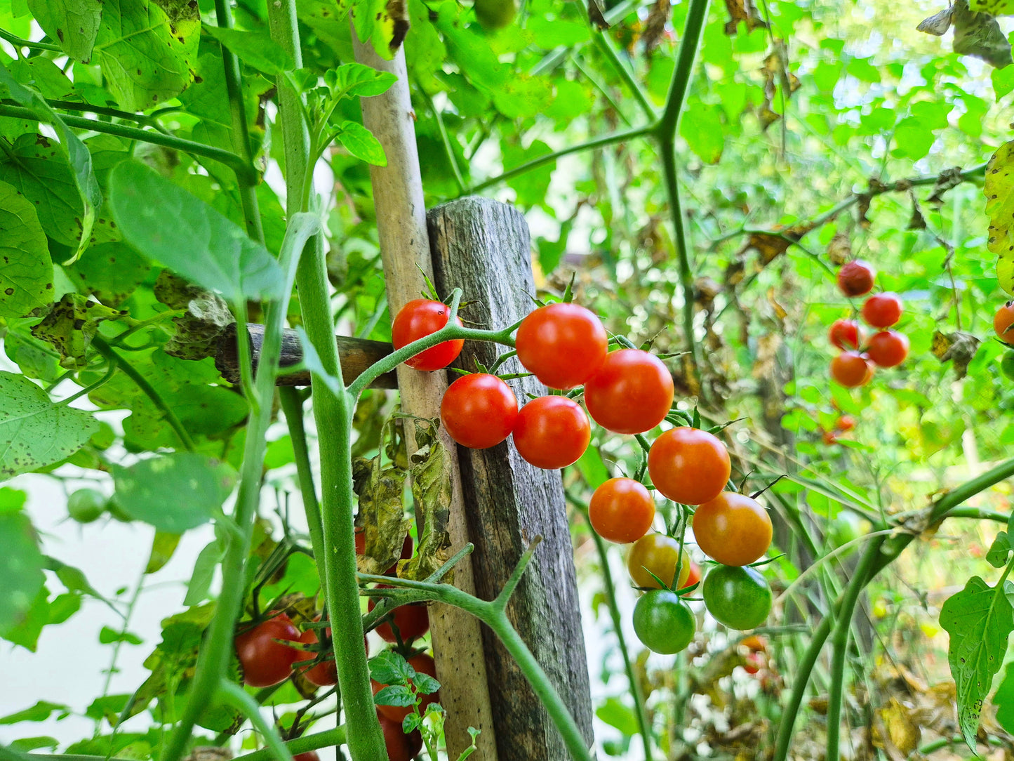 Ladybird DER TOMATENFLÜSTERER