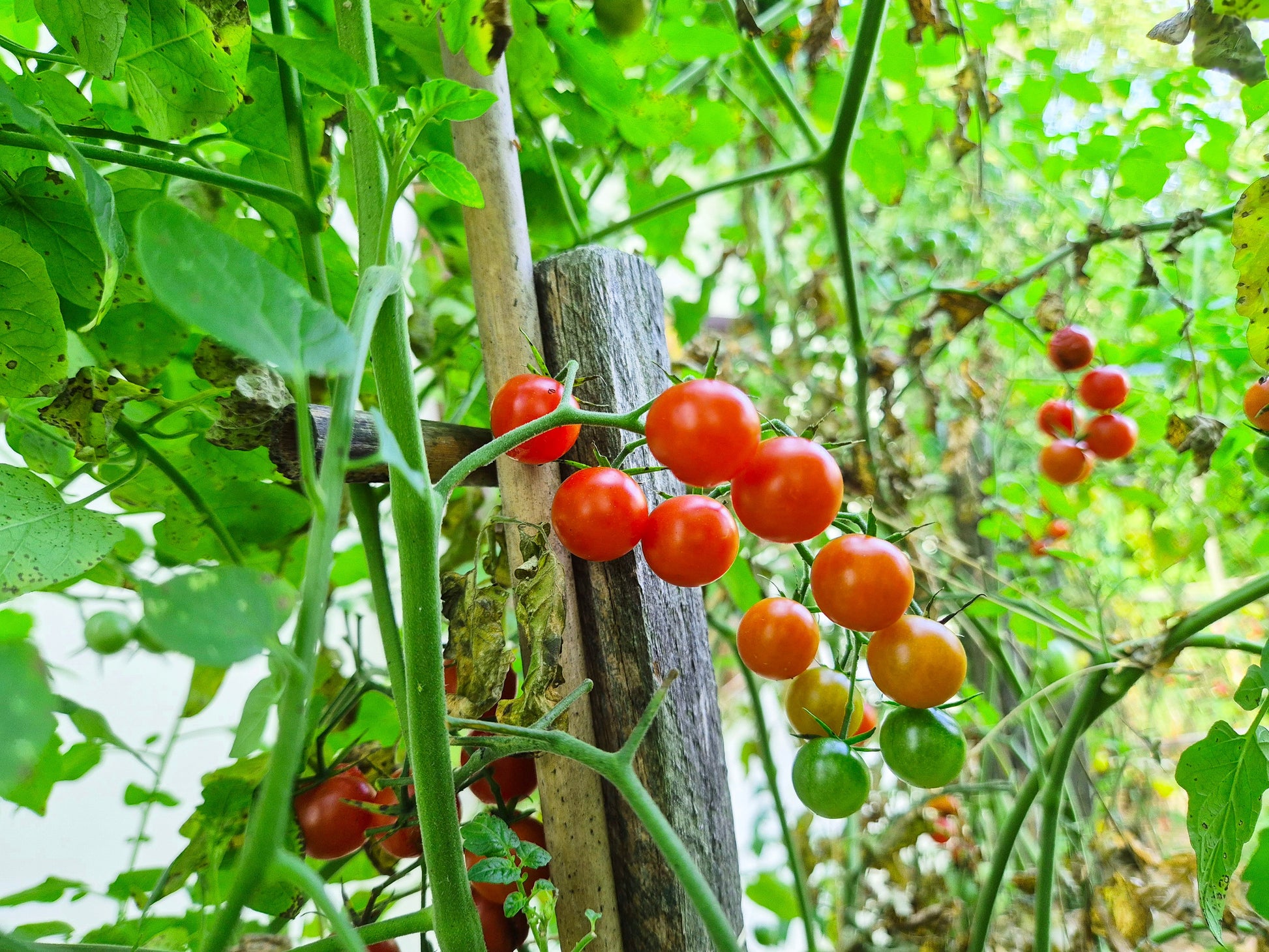 Ladybird DER TOMATENFLÜSTERER