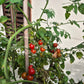 Ladybird DER TOMATENFLÜSTERER