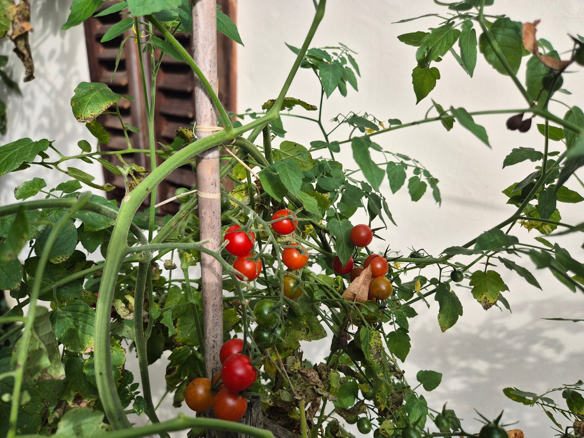 Ladybird DER TOMATENFLÜSTERER