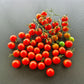 Ladybird DER TOMATENFLÜSTERER