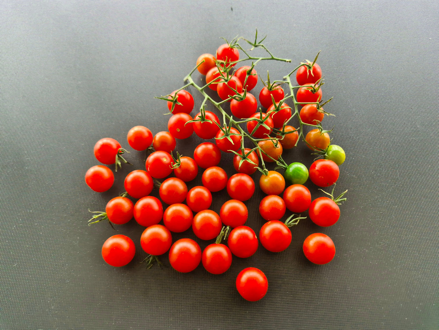 Ladybird DER TOMATENFLÜSTERER