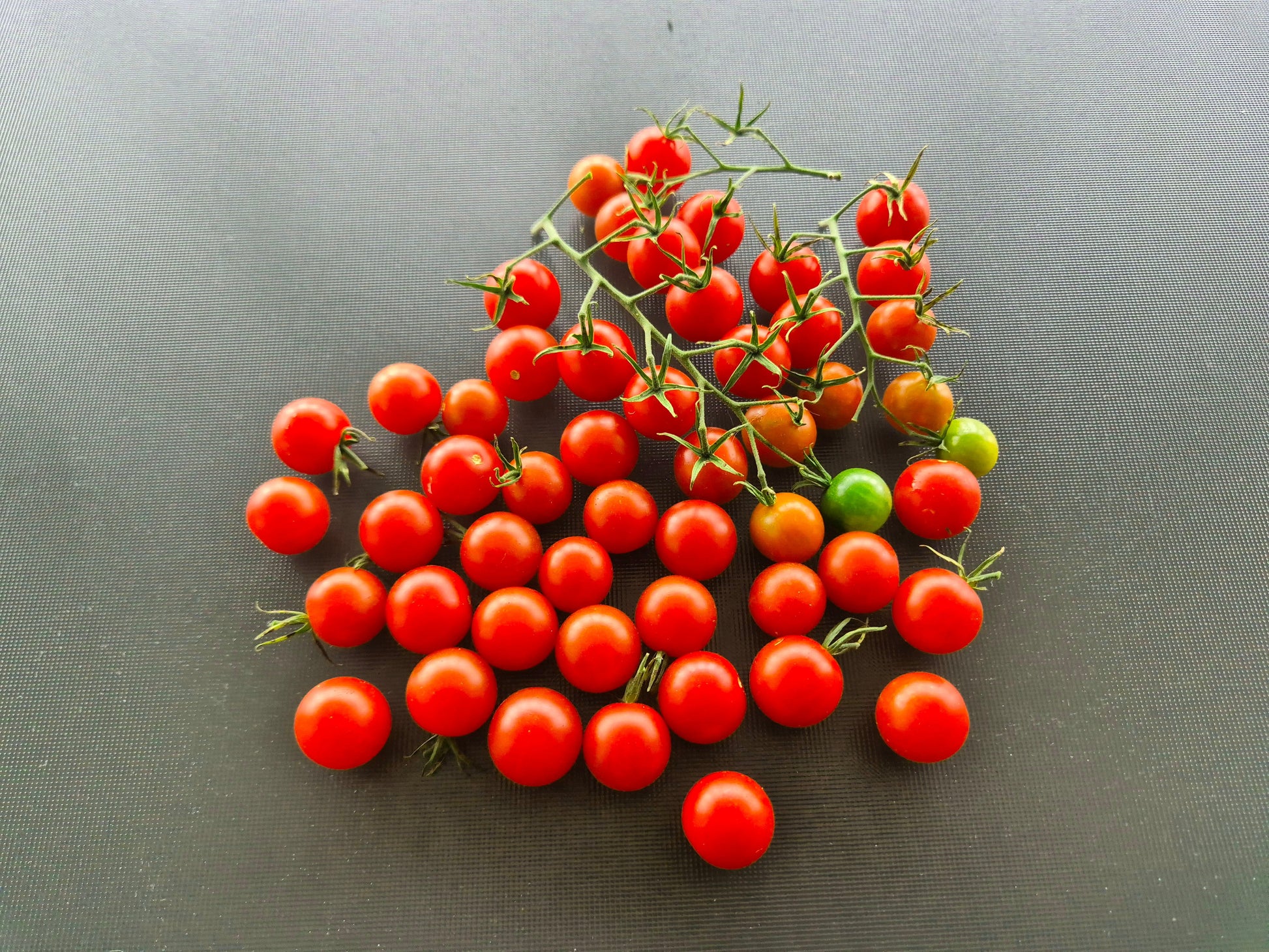 Ladybird DER TOMATENFLÜSTERER