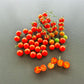 Ladybird DER TOMATENFLÜSTERER
