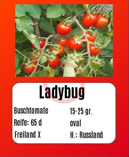 Ladybug DER TOMATENFLÜSTERER