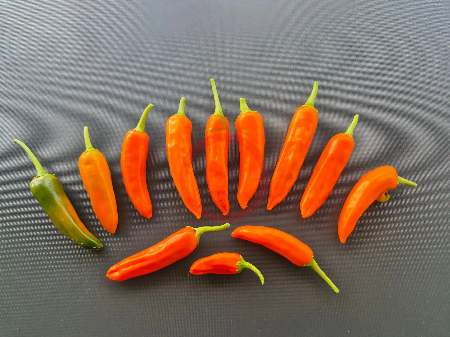 Large Orange Thai DER TOMATENFLÜSTERER