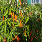 Large Orange Thai DER TOMATENFLÜSTERER