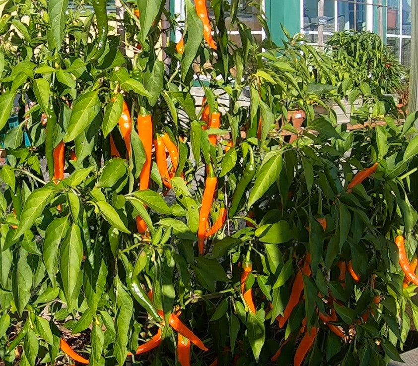 Large Orange Thai DER TOMATENFLÜSTERER
