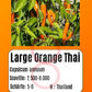 Large Orange Thai DER TOMATENFLÜSTERER