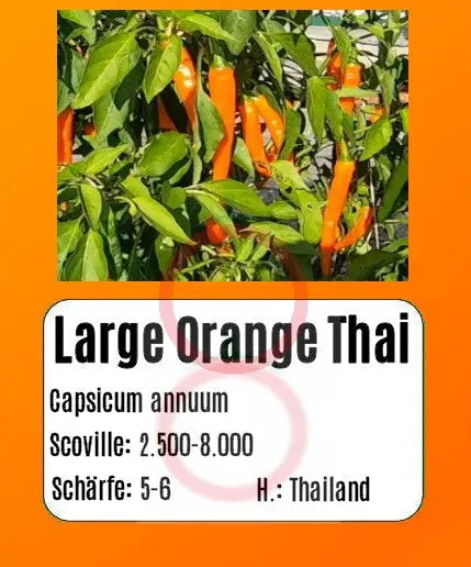 Large Orange Thai DER TOMATENFLÜSTERER