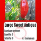 Large Sweet Antigua DER TOMATENFLÜSTERER