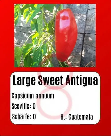 Large Sweet Antigua DER TOMATENFLÜSTERER
