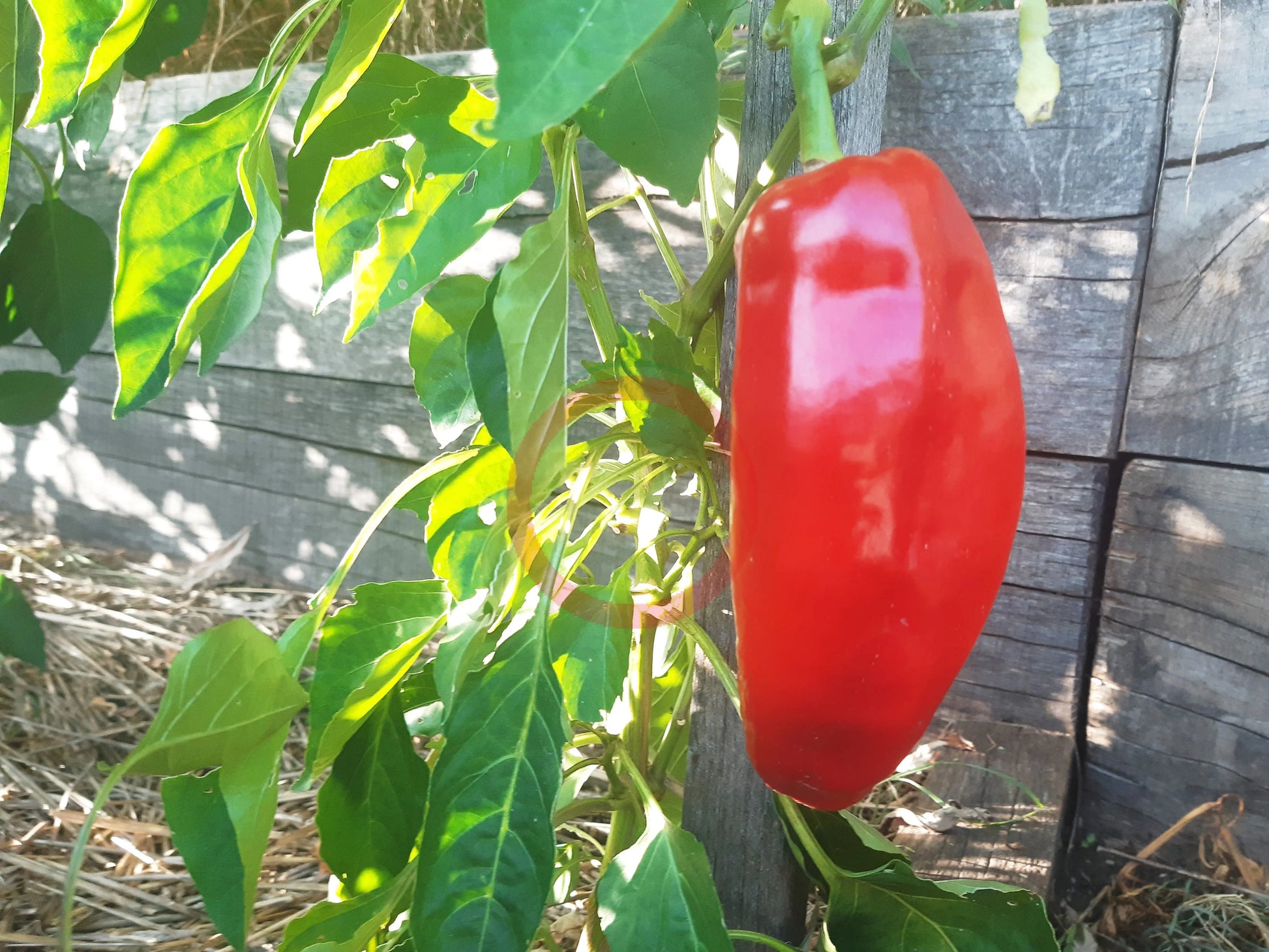 Large Sweet Antigua DER TOMATENFLÜSTERER