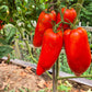Largo de Jauj DER TOMATENFLÜSTERER