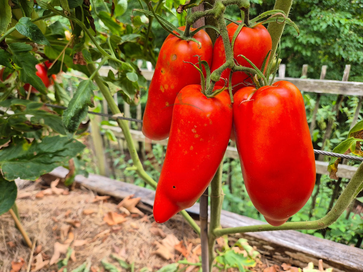 Largo de Jauj DER TOMATENFLÜSTERER