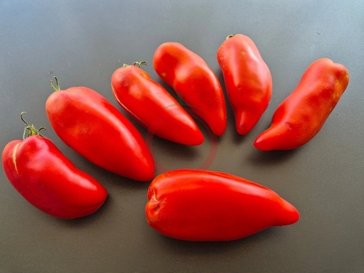 Largo de Jauj DER TOMATENFLÜSTERER