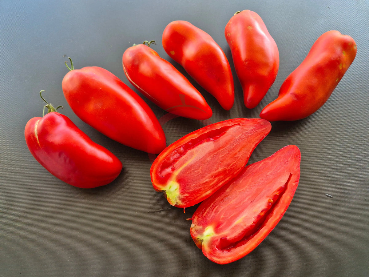 Largo de Jauj DER TOMATENFLÜSTERER