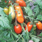 Laura MD DER TOMATENFLÜSTERER
