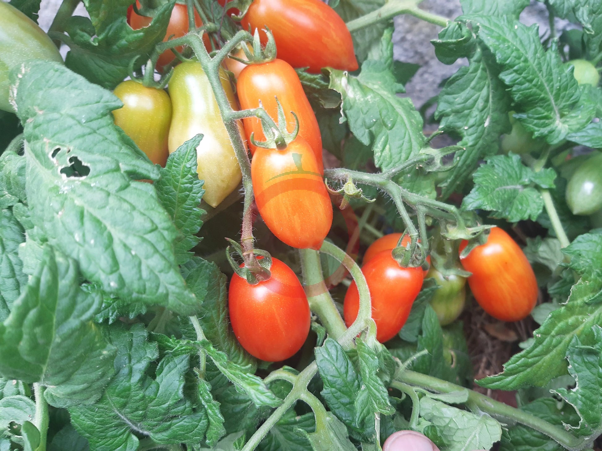 Laura MD DER TOMATENFLÜSTERER
