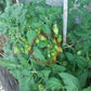 Laura MD DER TOMATENFLÜSTERER